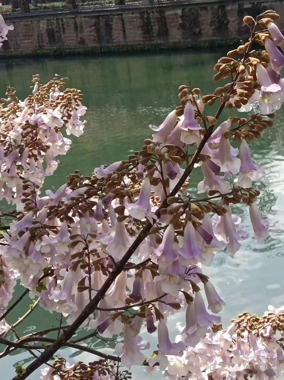 才发现，成都这么多蓝朋友，早就潜伏在大街小巷，在五月浪漫赴约。蓝花楹单花和泡桐花
