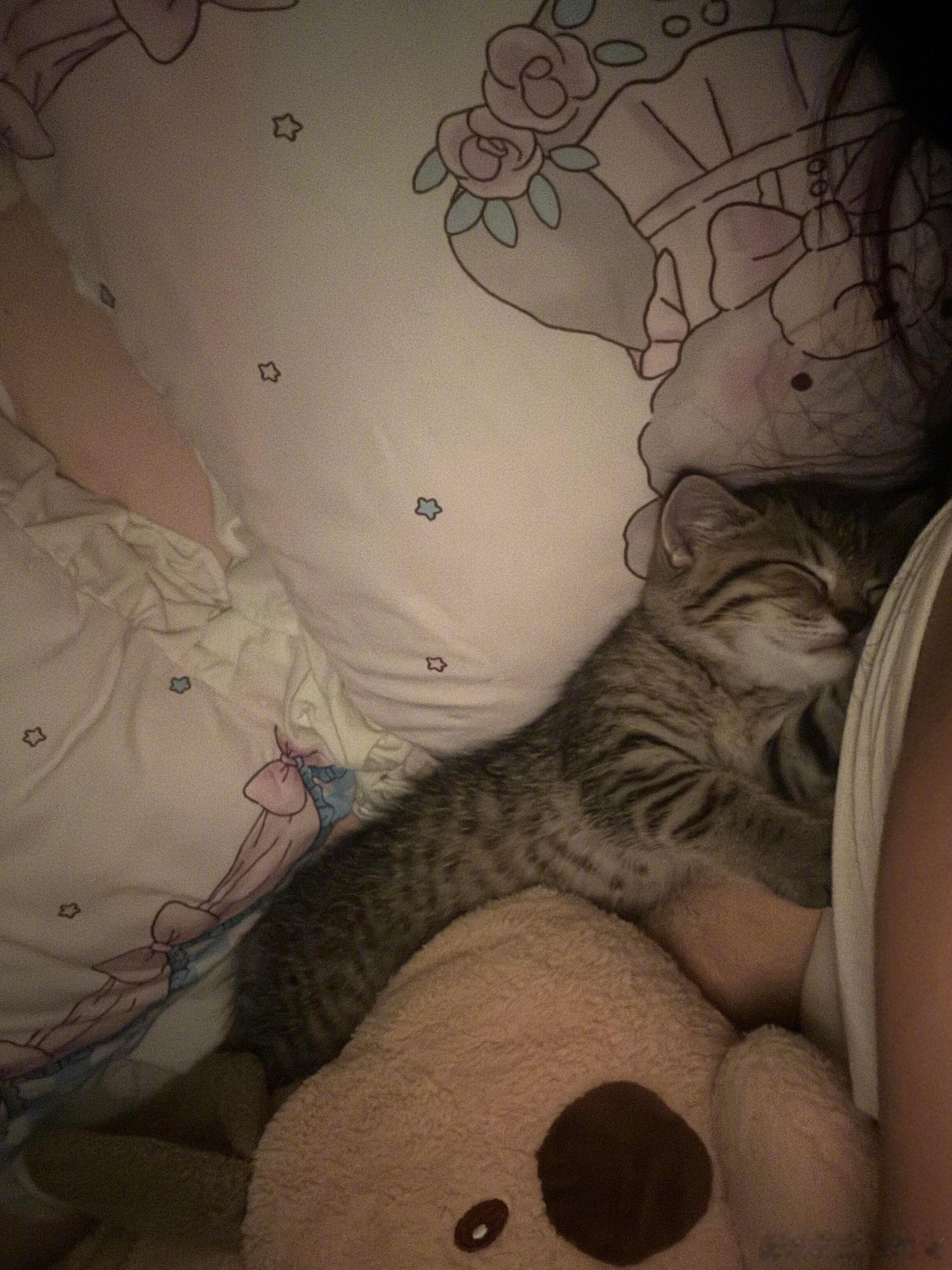 我说后背怎么热热的，原来是小猫咪呀