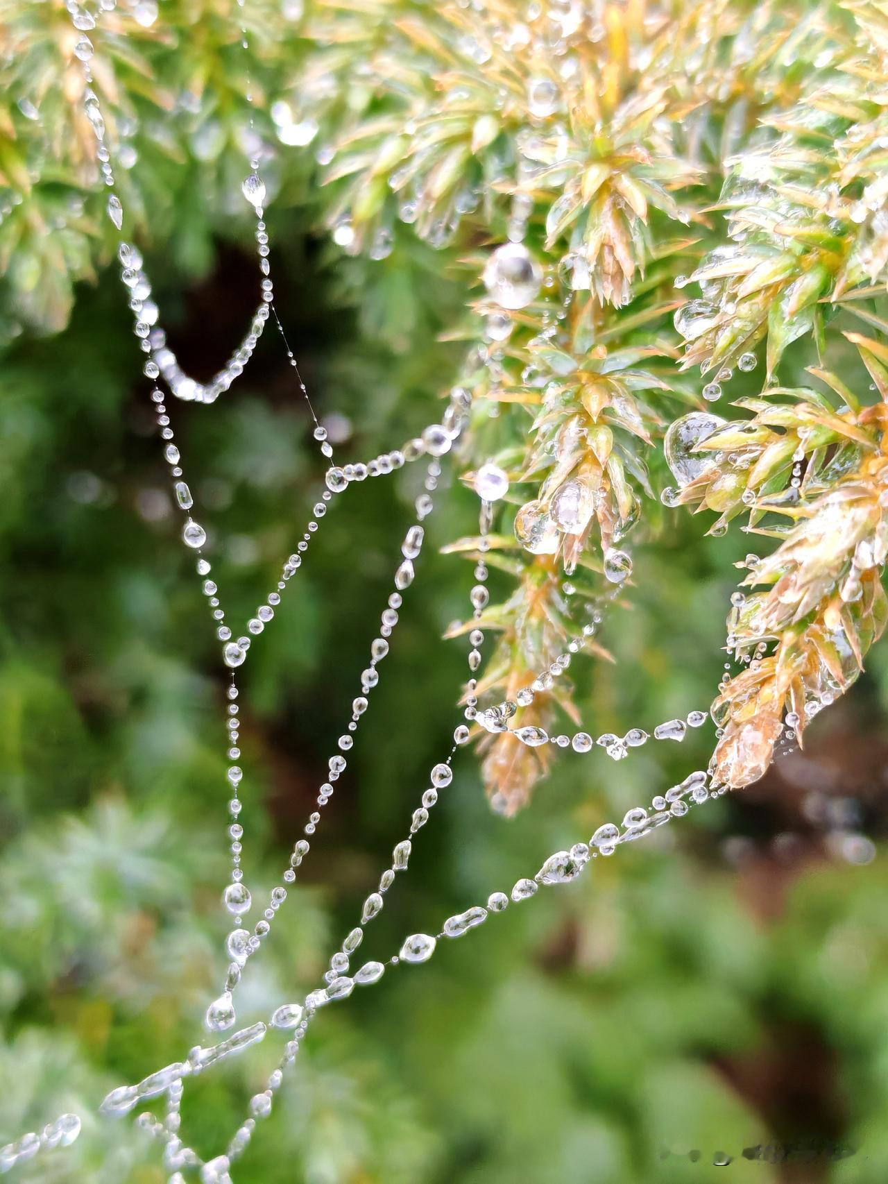 元旦节在乐山逛好吃街，看到路边手机店的手机广告有荣耀500Pro了，不知不觉中我