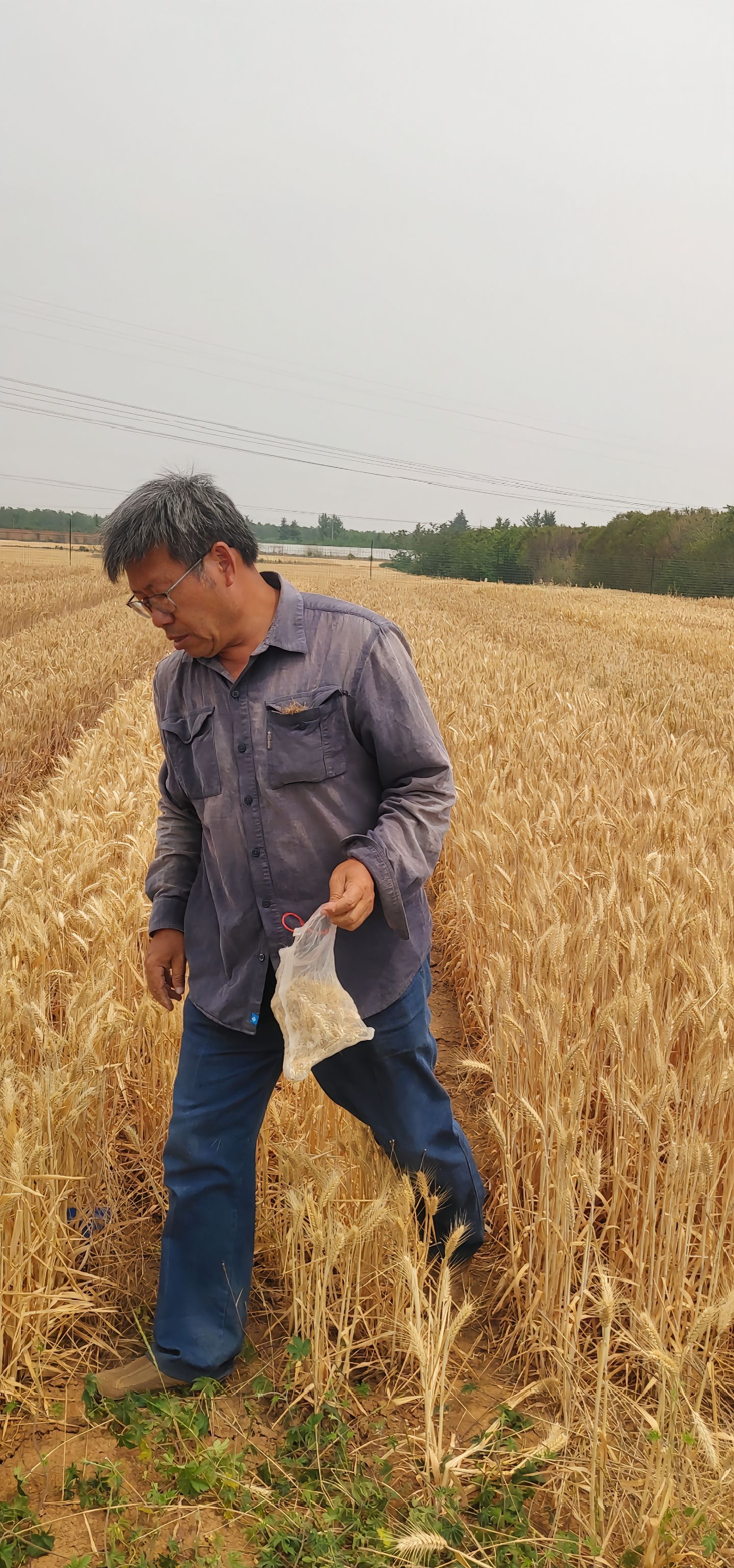 王林生：河南科技大学农学院教授，博士生导师，小麦研究所所长。长期从事小麦遗传育种