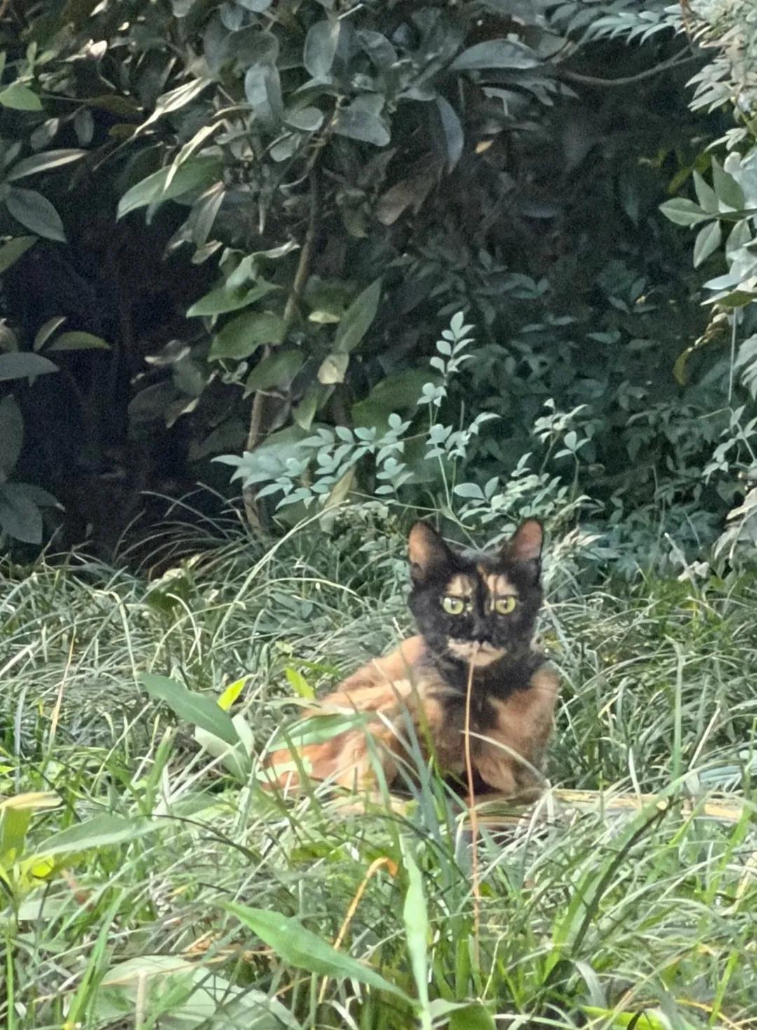 这只猫真的丑吗？
下班路上，竟把一只猫错看成木头桩。镜头拉近惊讶的发现是一只猫，