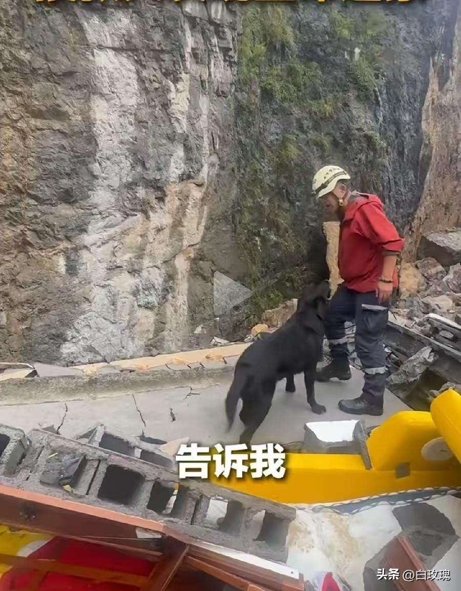 彭水救援现场，传来好消息！
搜救犬发现生命迹象信号，专家使用生命探测仪三次确认位