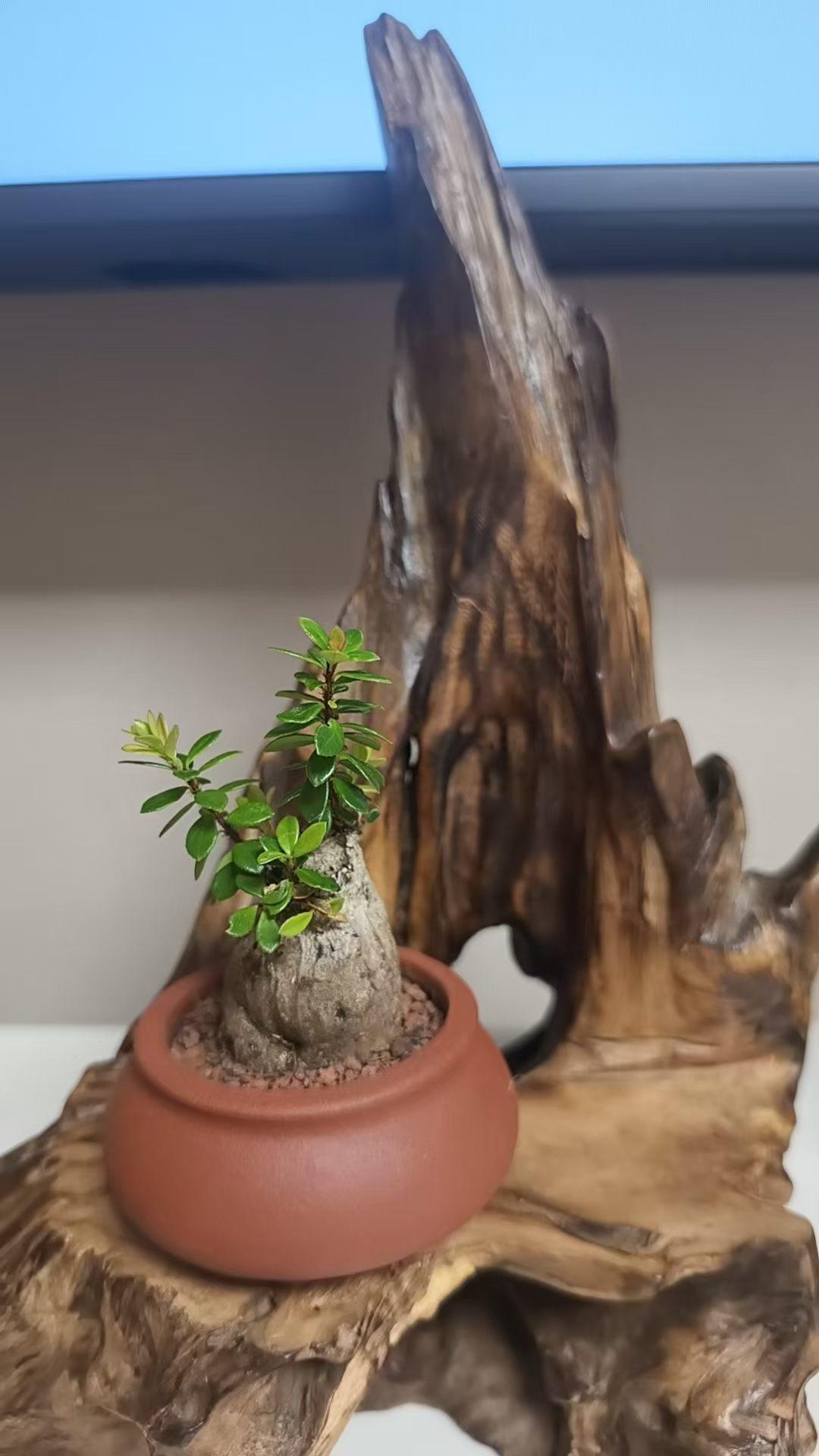枯木与新芽
 
一截老木，驮着岁月褶皱
肌理刻满风干的过往
静默立在窗边，做沉默