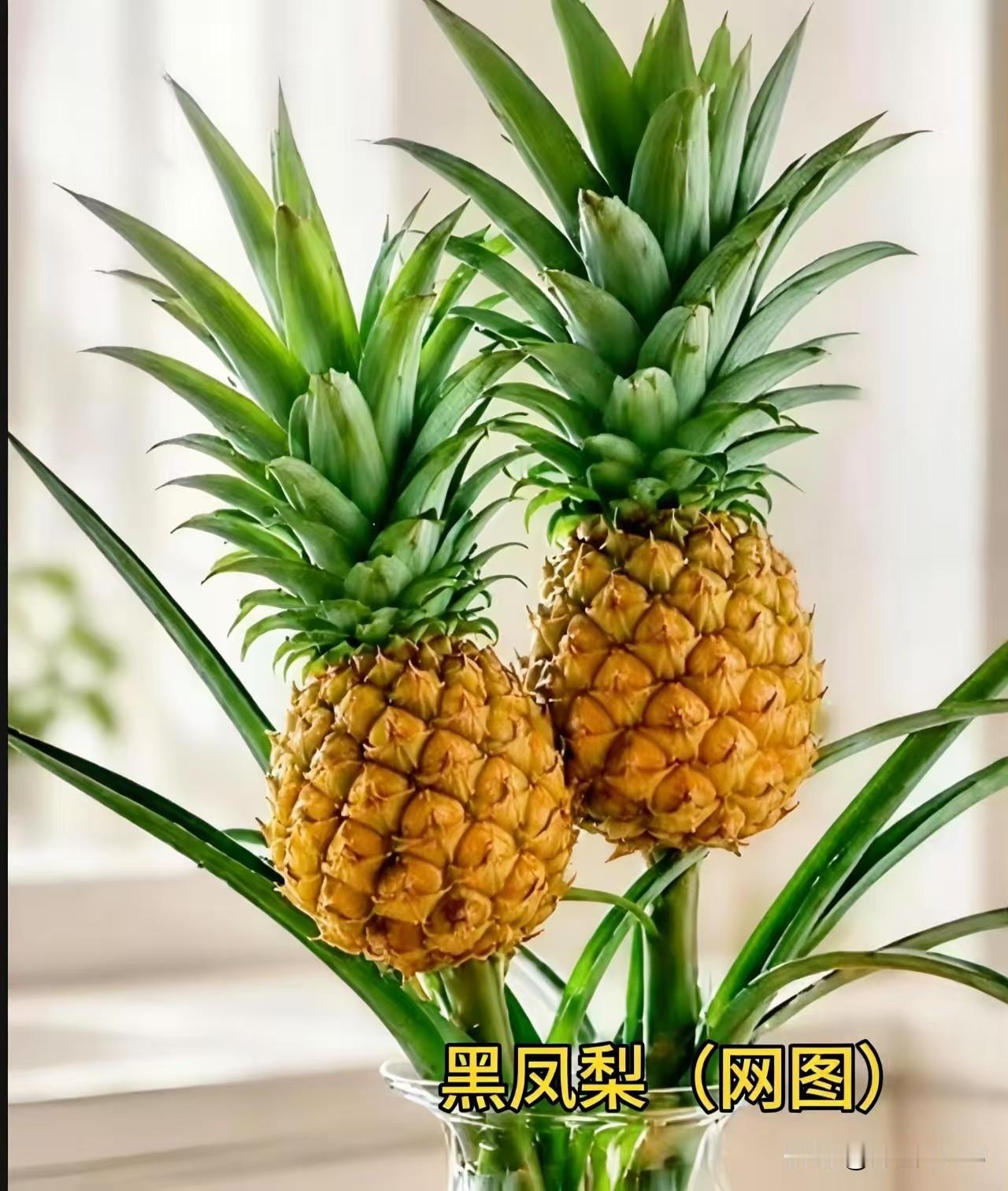 朋友，你会用菠萝去表白吗？
在植物学上，凤梨和菠萝是同
一种水果，学名均为凤梨。