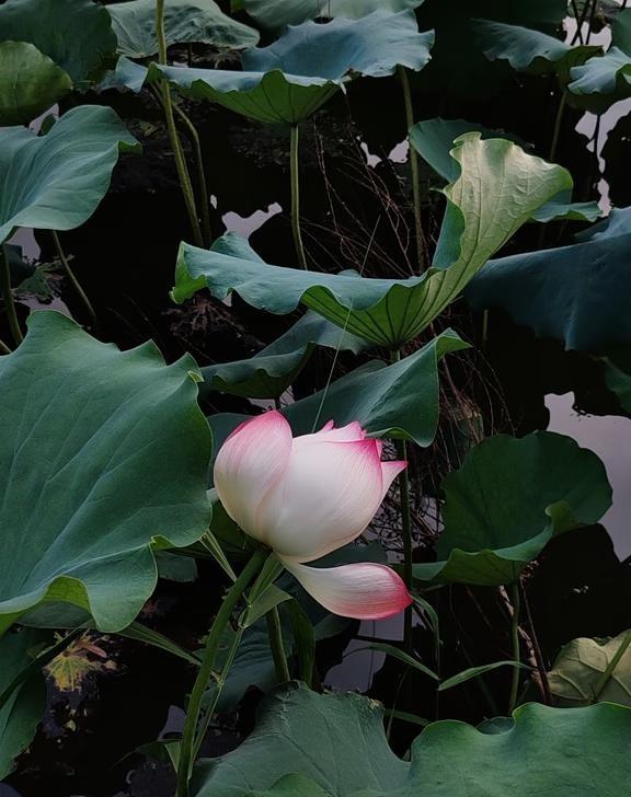 夏日黄昏