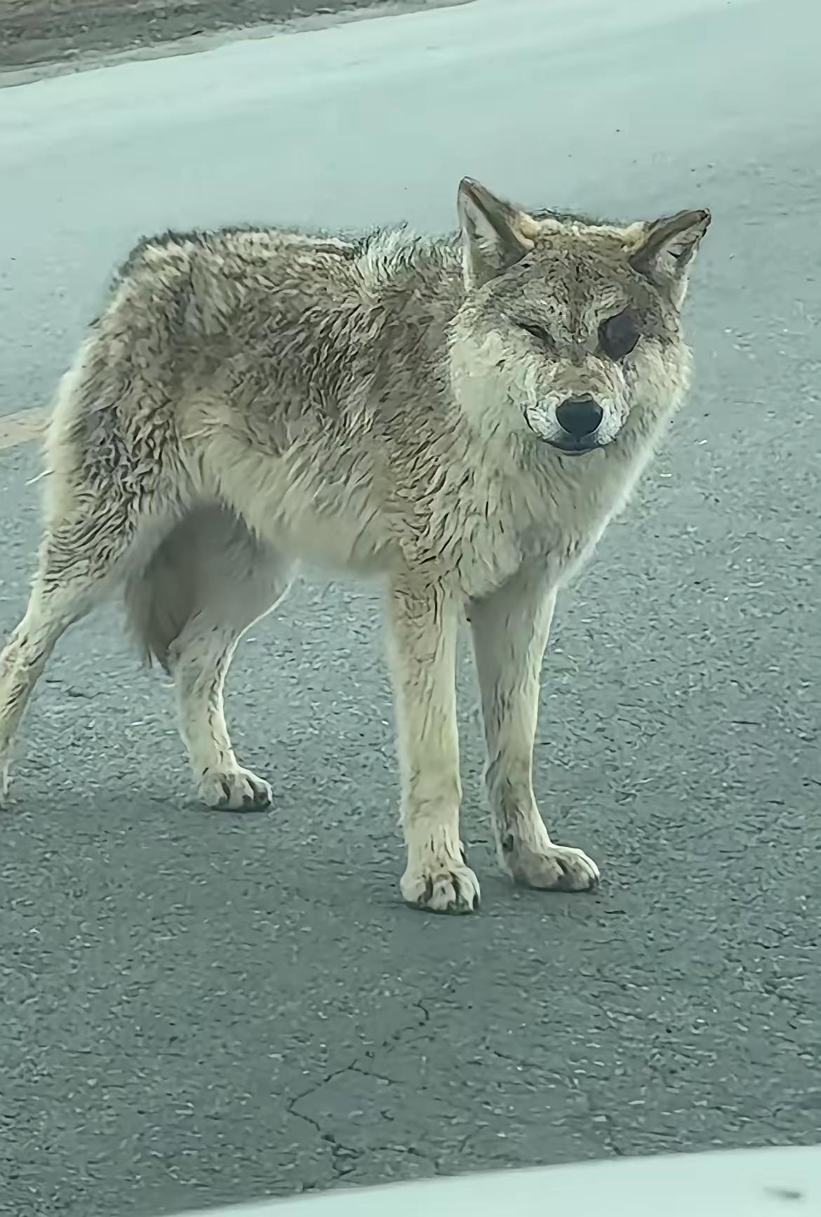 人类中的某些人的恶比狼还恶，这就是我今天看到这条新闻的感受。可可西里那个可爱的网