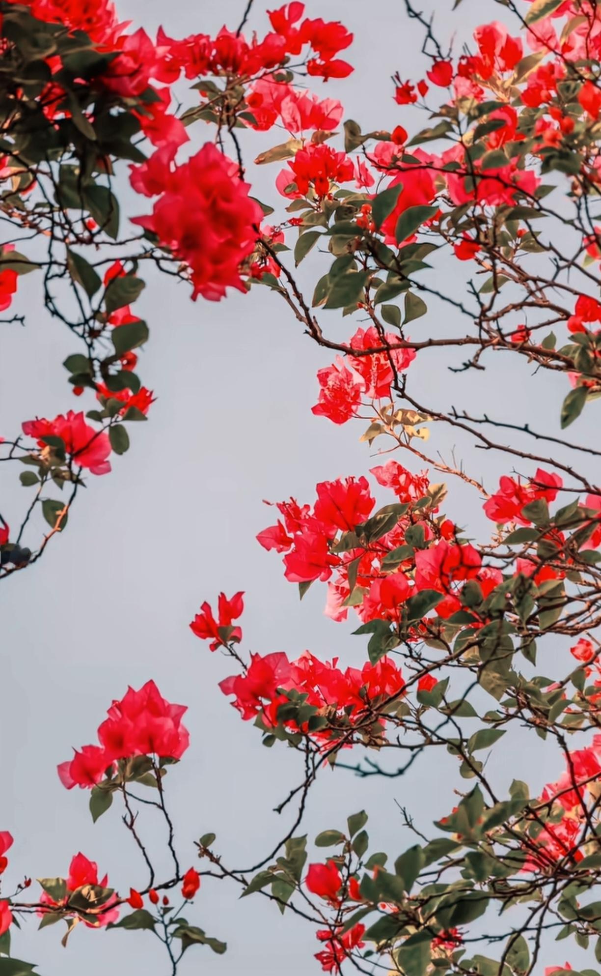 太惊艳了，一男子路过桥下，一抬头看见满眼繁花，惊讶得口露国粹。网友说：“我还纳闷