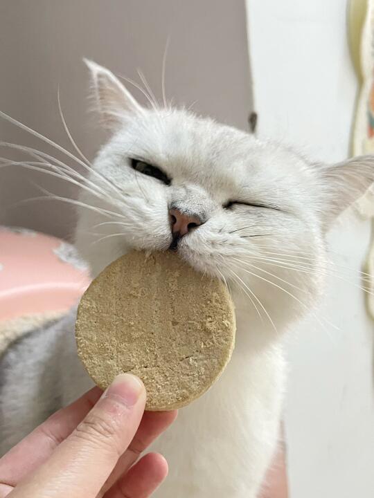 一人给我发一张小猫照片，就原谅世界一分钟