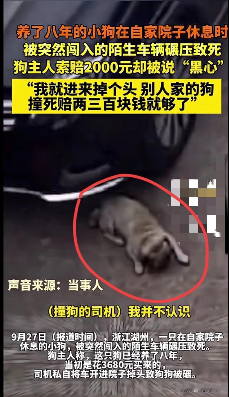 “家人们谁懂啊！养了八年的小狗在自家院子里被陌生车碾死了，主人要2000赔偿还被