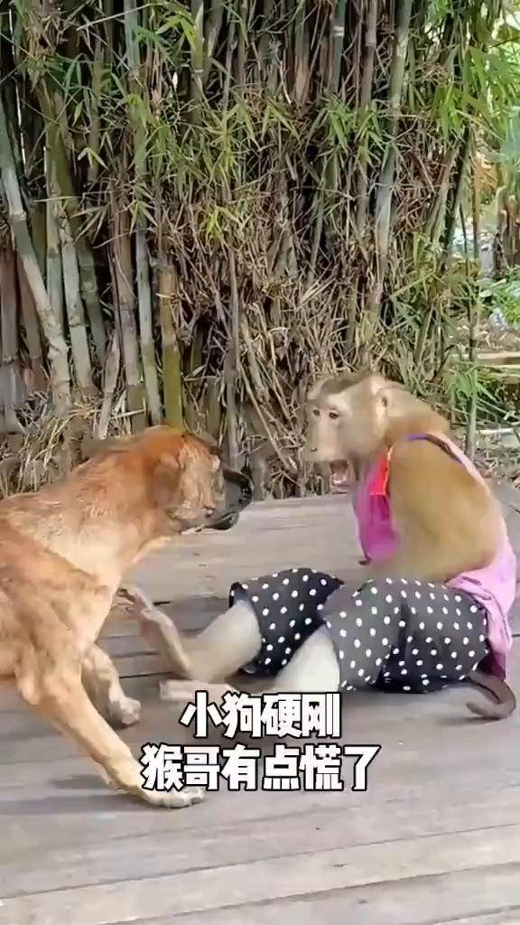 小狗硬刚，猴哥有点慌了。