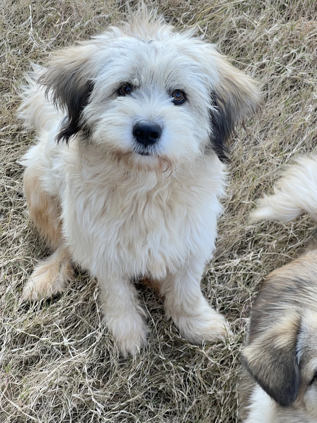 萌狗狗找家武汉领养