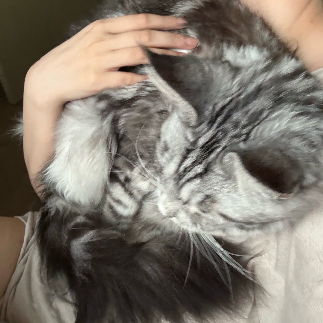 人有猫瘾猫也有人瘾有的 包有的
