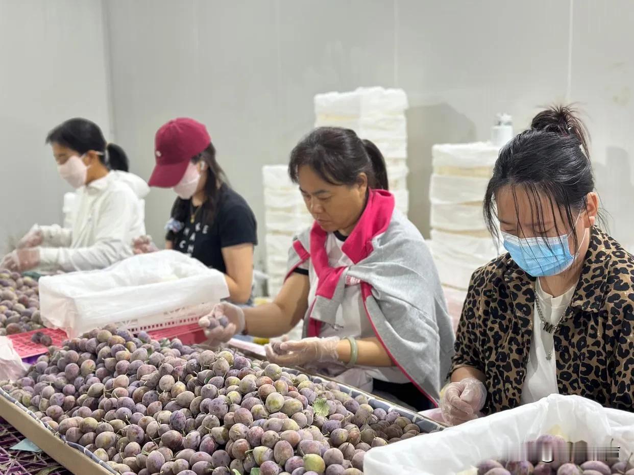 高价进口水果正在被国产平替迎来降价潮
我国自古以来就地大物博，物产丰富，但近几年