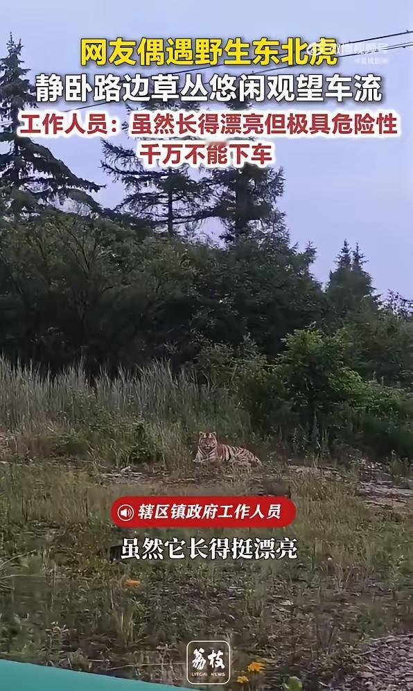 野生东北虎优雅躺在路边看车来车往，辖区工作人员提示：老虎好看，但是只能远观不可亵