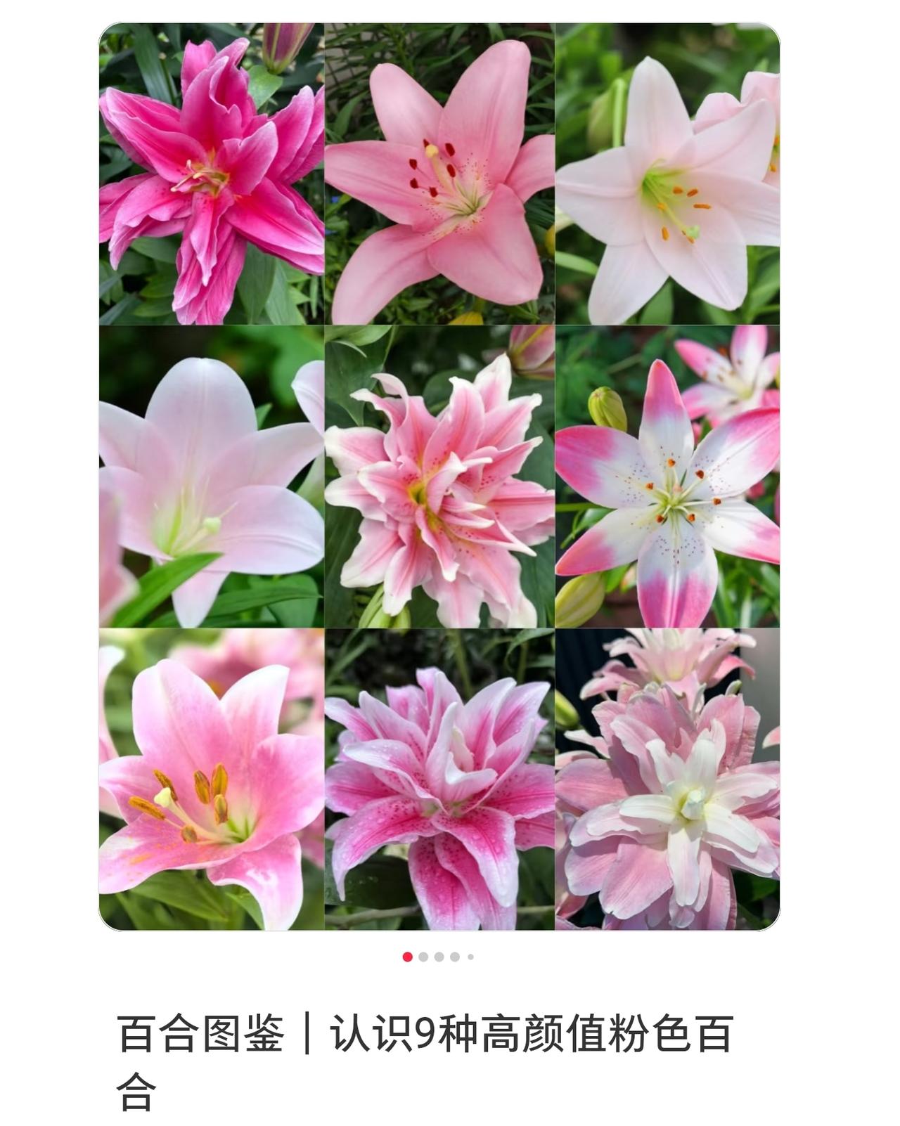 谢谢友友支持，似的，这个是扁瓣，如洋葱[呲牙][呲牙][呲牙]//@迦南:种子咋