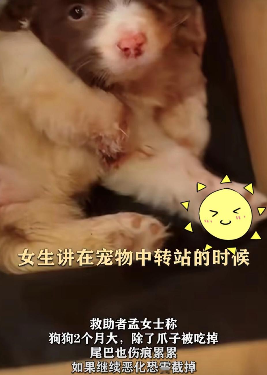 可怜！网购小狗被狐狸把前爪吃掉遭女孩弃养！12月21日，河南郑州的孟女士拿快递时