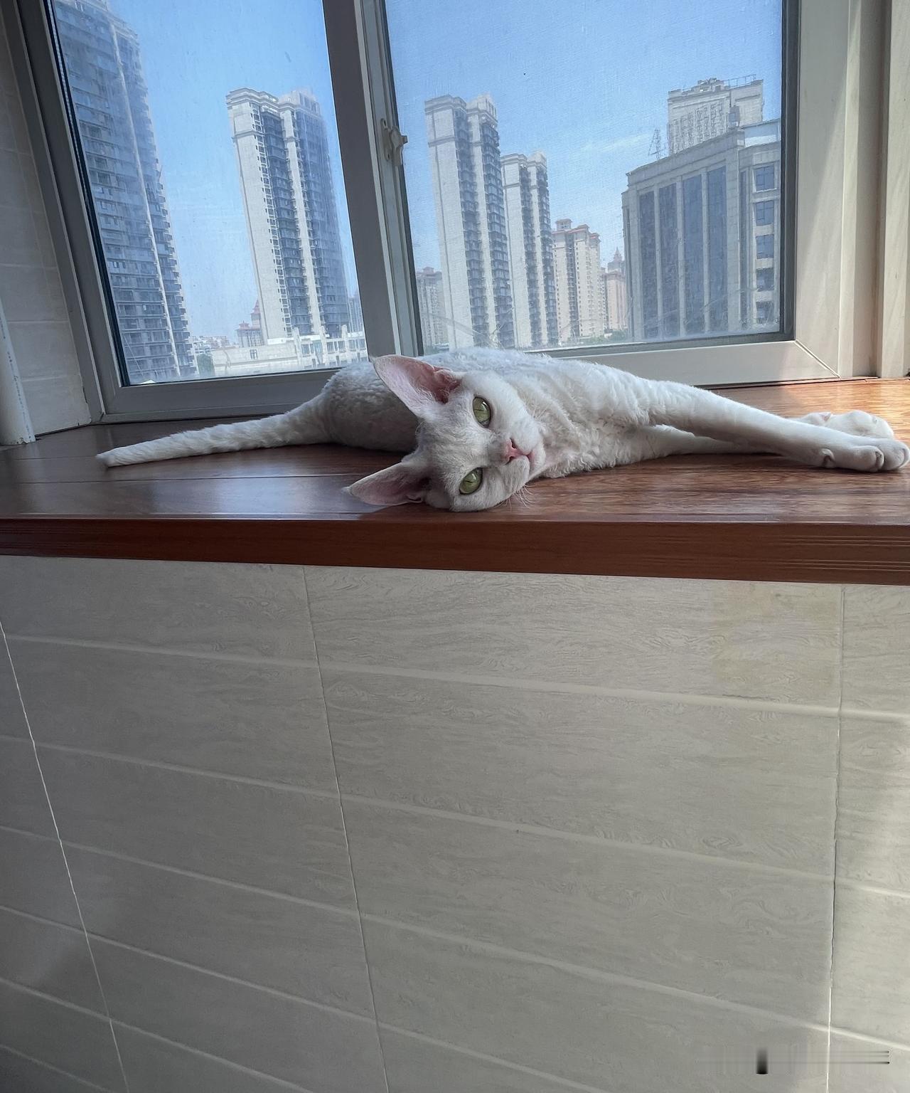 我家猫咪的独特睡姿，睡成了一条线，还会看镜头呢。