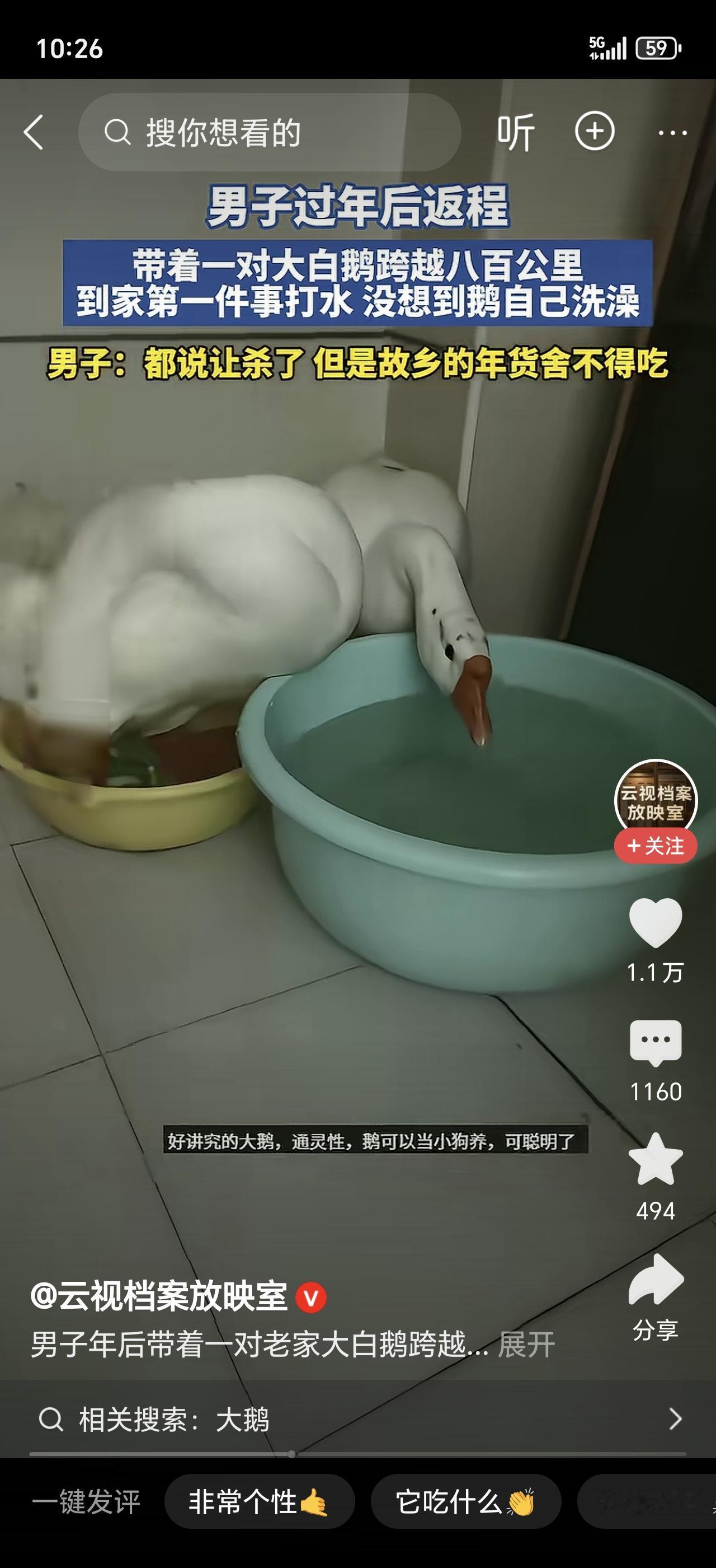 男子过年带回一只大白鹅，全家吃完饭后他却死活不让杀，返程时硬是带上车，一路开80