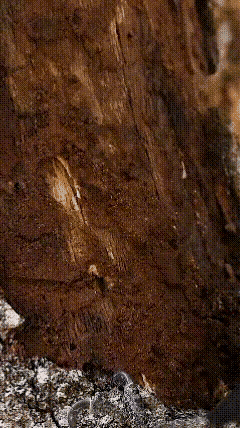 啄木鸟啄木捉虫的本领简直绝了，看它干活，简直像在看一场大自然的神级表演！