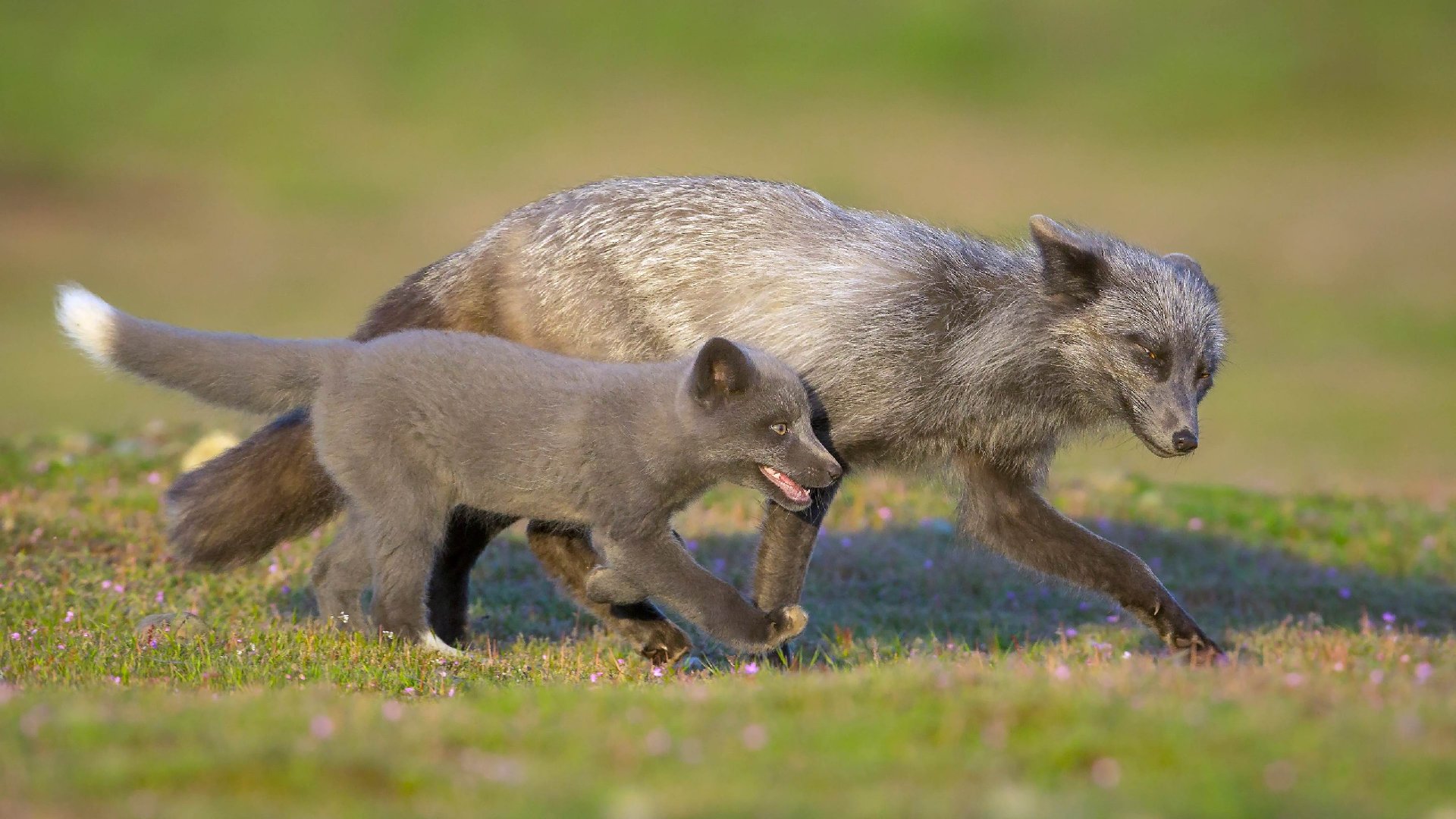 bing壁纸 必应壁纸Red fox father and kit, Washi