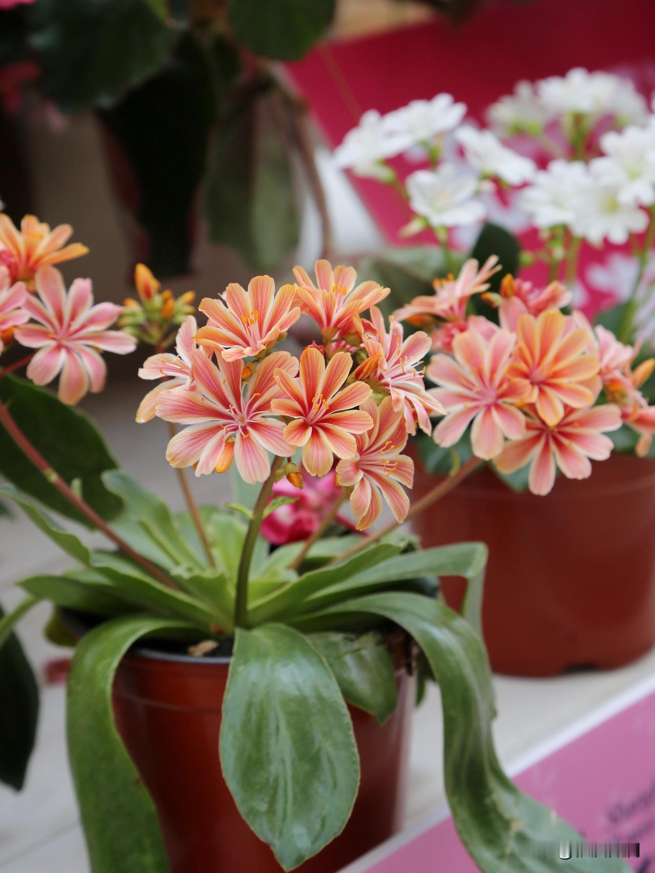 露薇花是一种多肉植物，景天科露薇花属，原产美国西海岸。不开花的时候，就当作多肉植