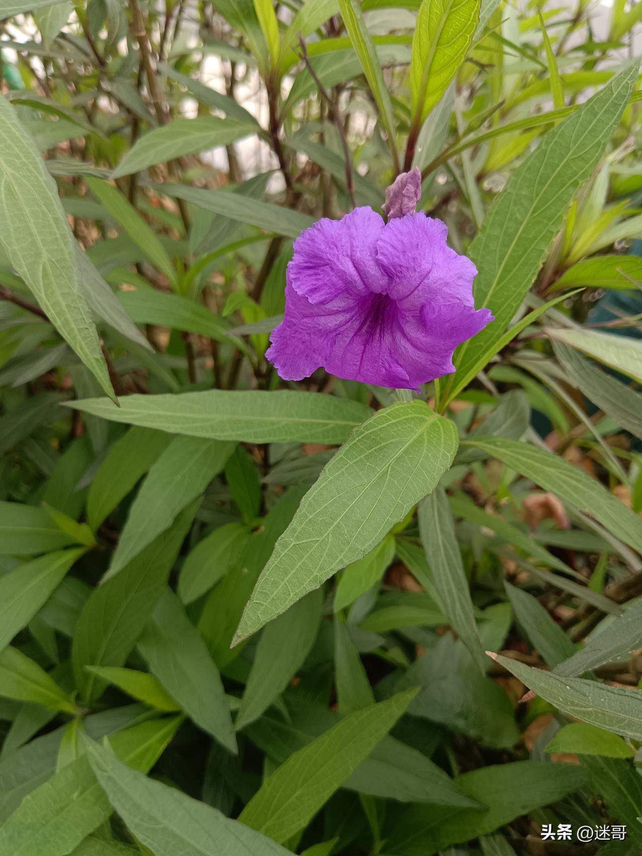 我很喜欢这句：
 
你只管努力，剩下的交给时间。
 
不喧哗，自有声；不慌张，自