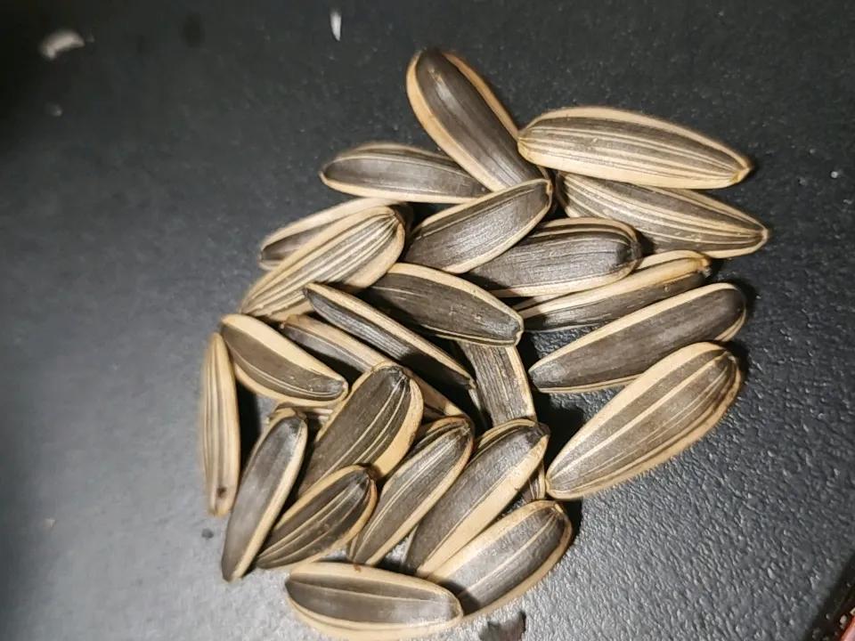 这个瓜子一吃不能停[大笑]