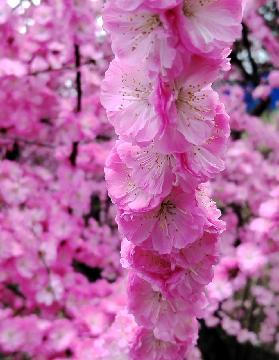 闲庭信步，静赏芳华 