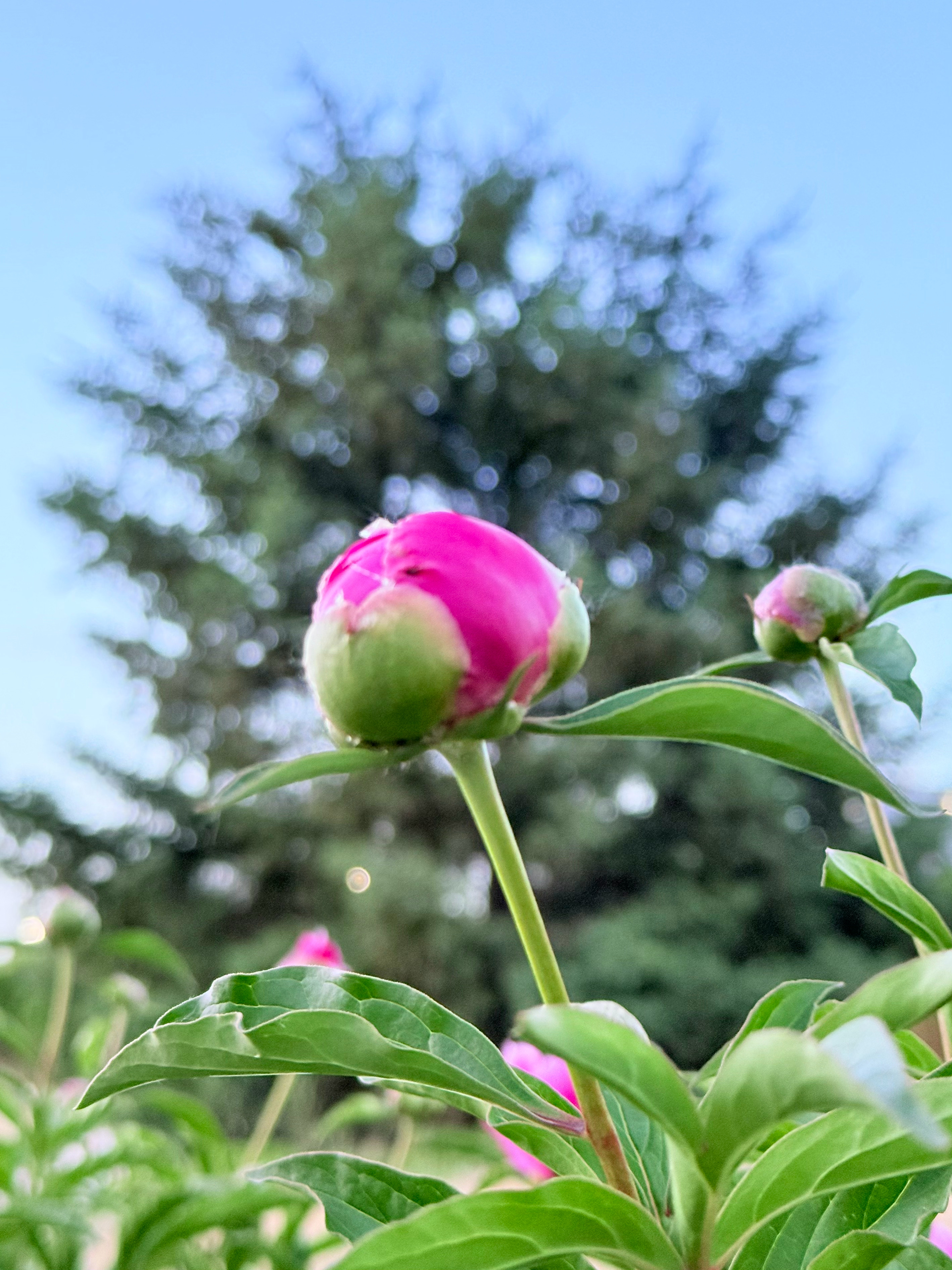 庭前芍药妖无格。 