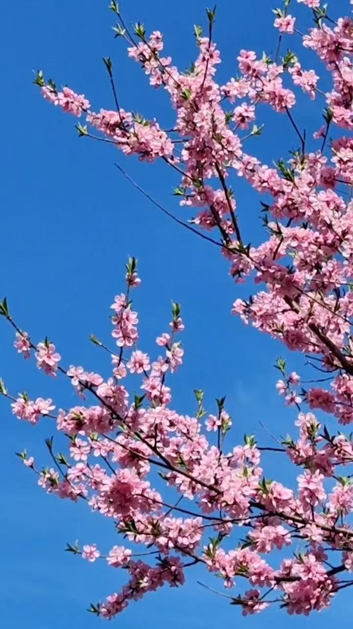 白话诗•温馨2579
作者/平常心
（2026.4.6.6:10）
登山
步步爬