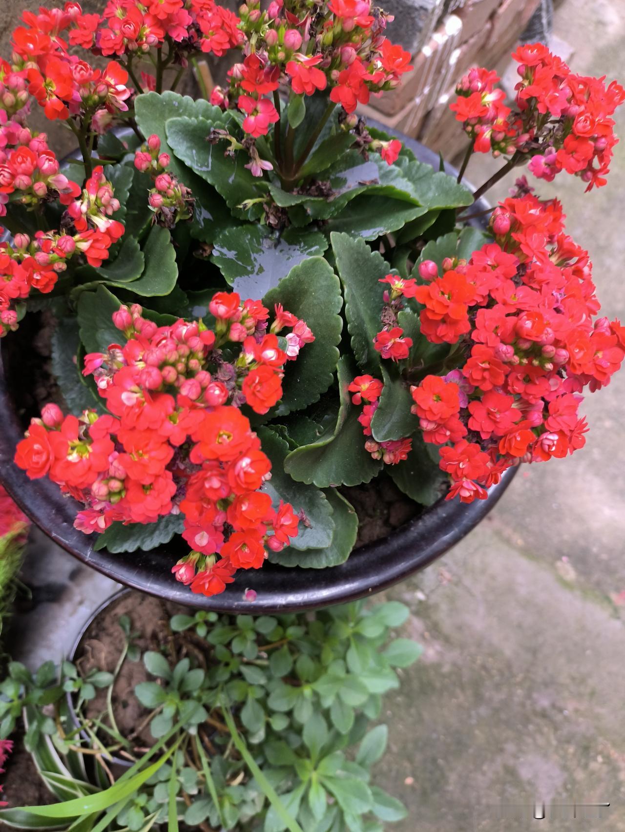 “百花齐放”的下一句是百花齐放的下一句是不是万家争鸣？