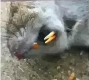  想不到堂堂大中华十几亿人，分辨一只老鼠头与鸭脖子都如此艰难吗？快找专家鉴定吧，