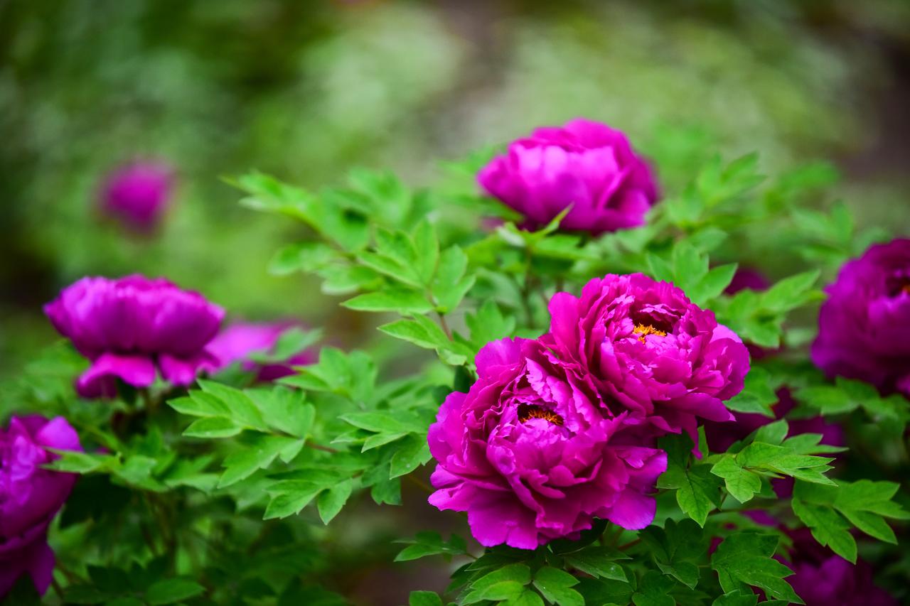 邢台达活泉：牡丹初绽，晨景醉人。
今天（4月12日），邢台市区达活泉公园内，牡丹