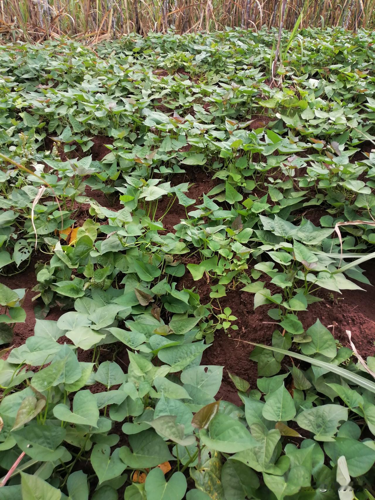 秋日生活打卡季