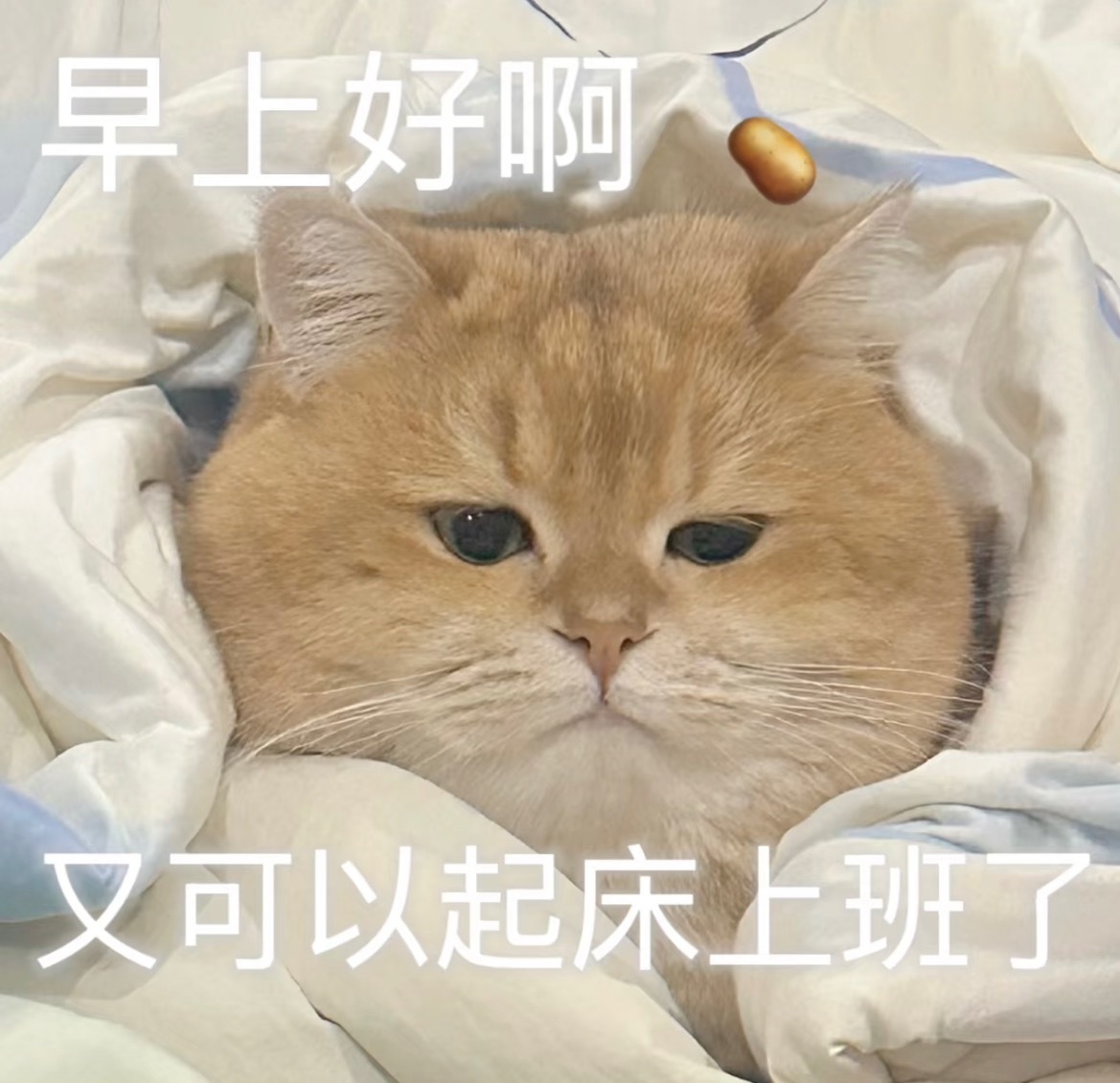 今天不是周六，今天是周五Pro早～[喵喵]早安周六 ​​​
