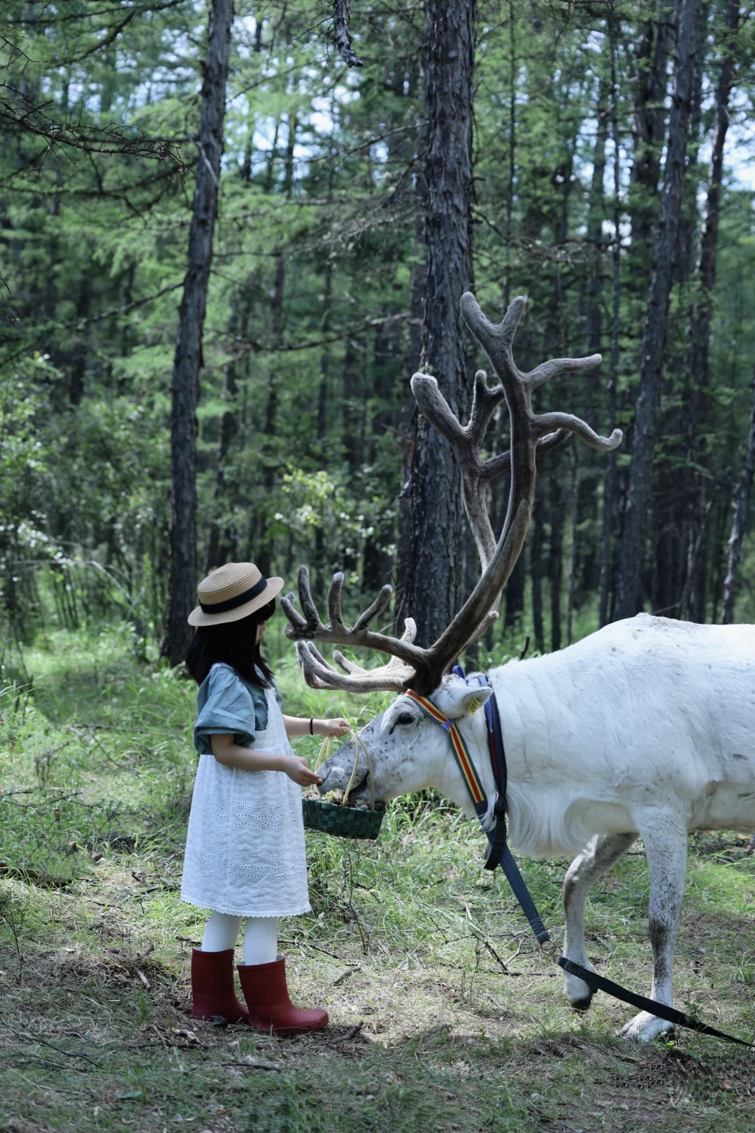 敖鲁古雅喂驯鹿🦌｜教你拍森系童话大片📷