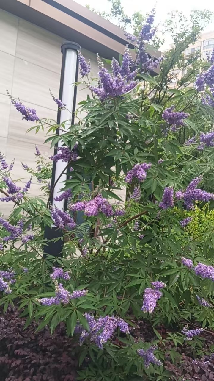 看到紫色花花 心情愉悦 