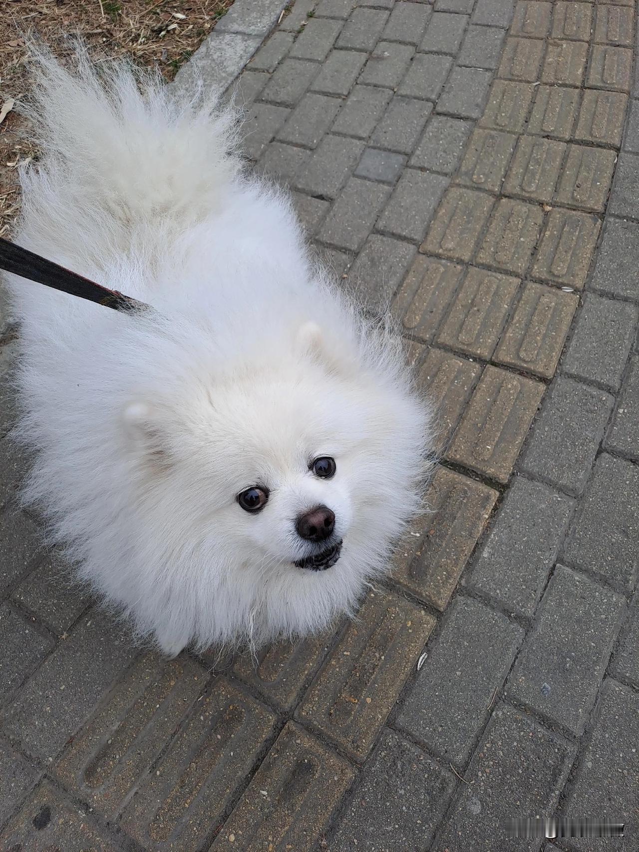 记录我的2026邻居家长狐狸犬