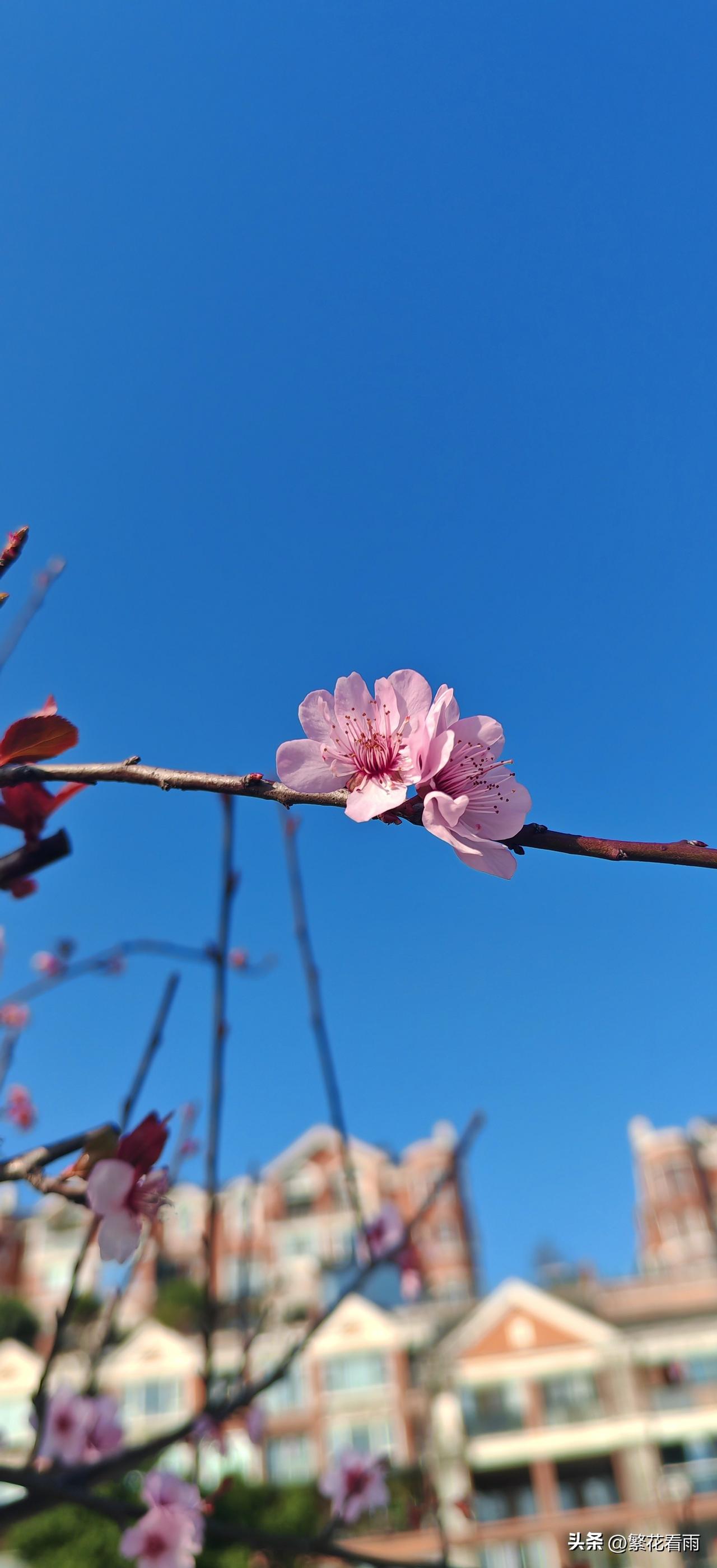 今年天气暖和，桃花开得比较早，这个时候都开始谢了，昨天去逛北滨路时都没什么花了，