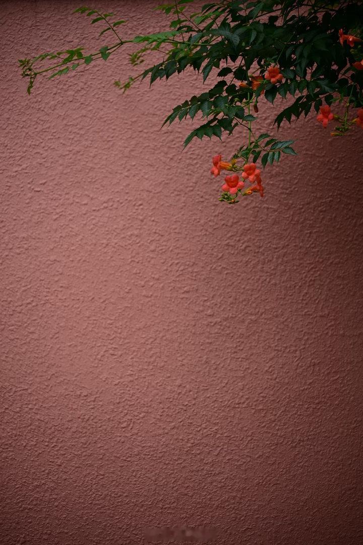 端午节，看凌霄。陆游有《凌霄》诗：庭中青松四时老，半落凌霄一树红。 莫嫌篱落无佳