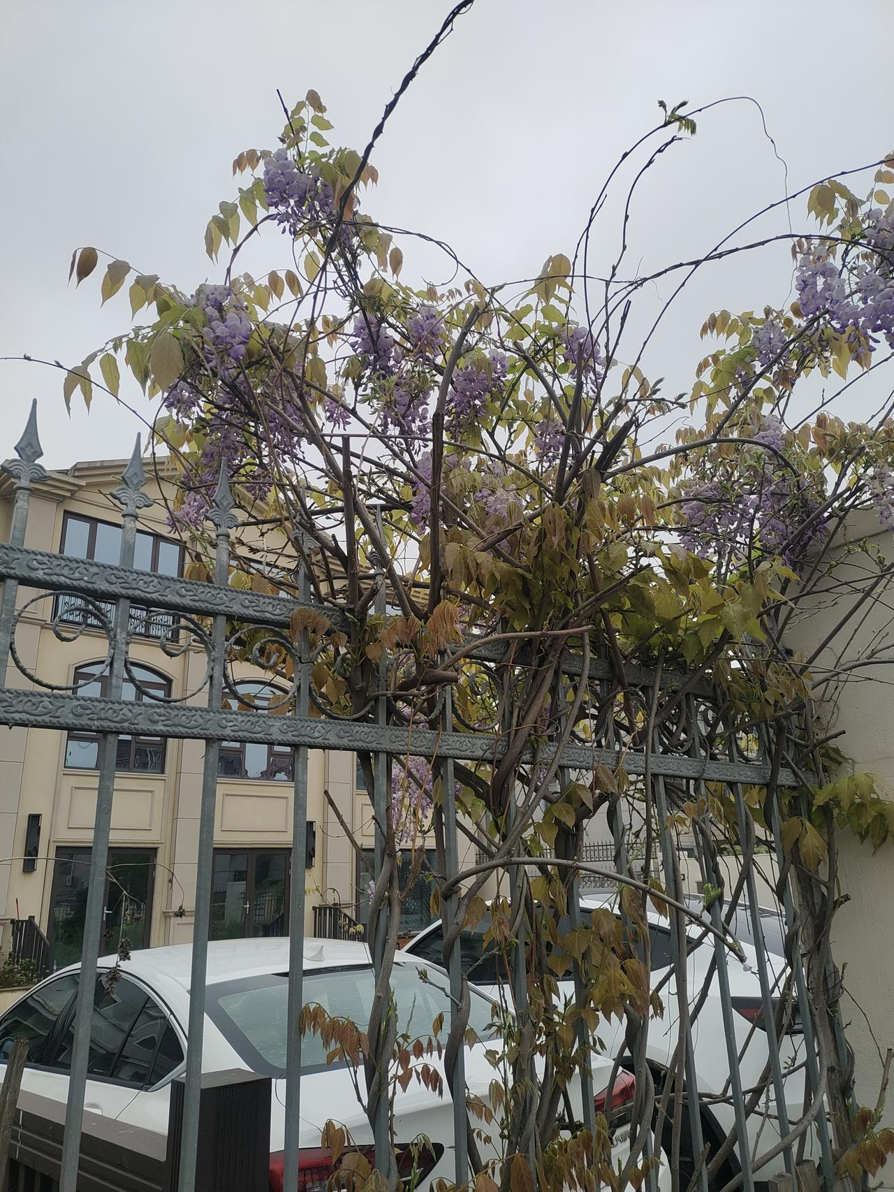 有谁知道这是什么花
刚出小区，在小区路边发现了这样的花，没见过。