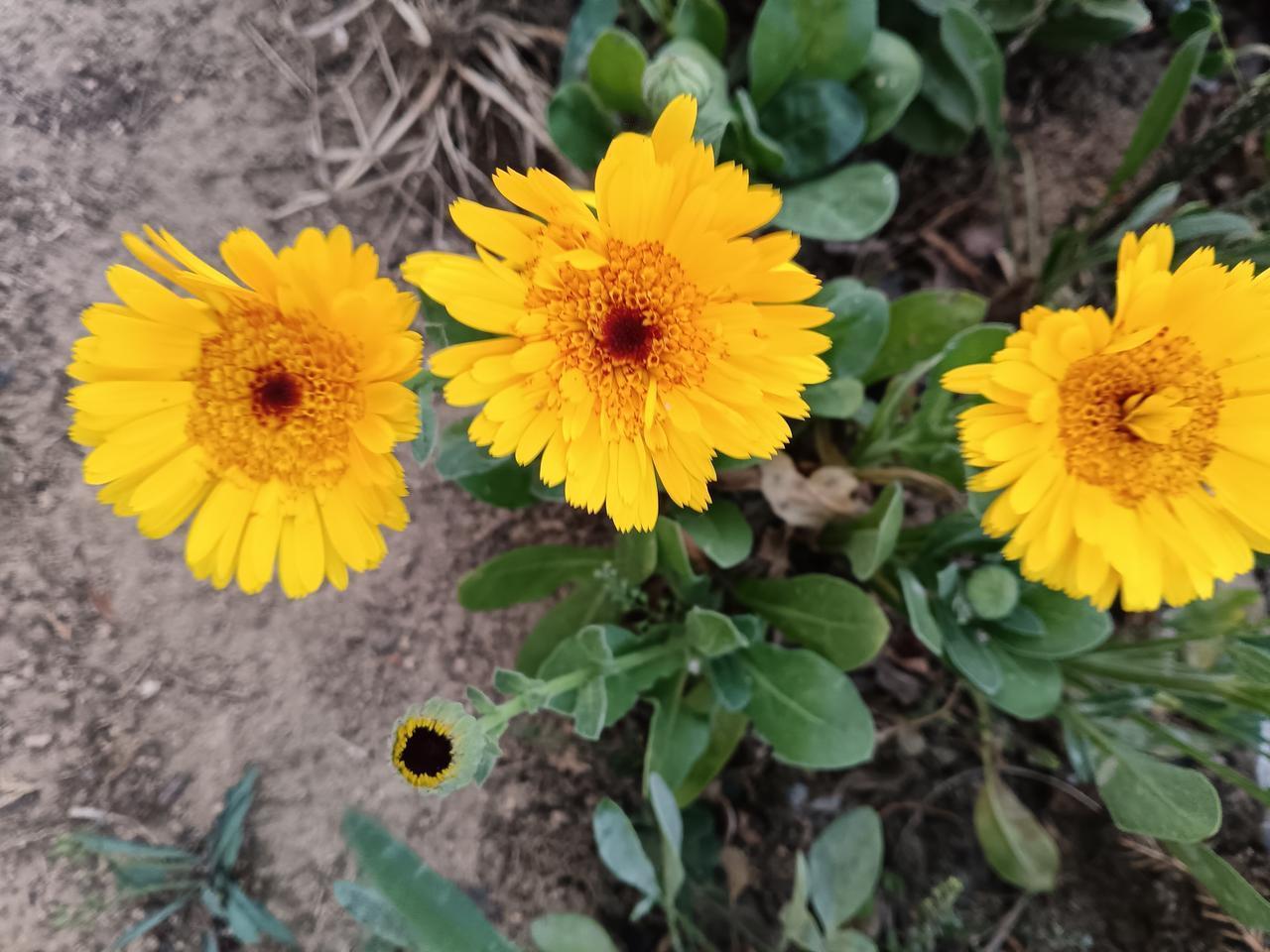 金黄的金盏菊盛放于泥土间，花瓣明媚如暖阳，透着盎然生机。