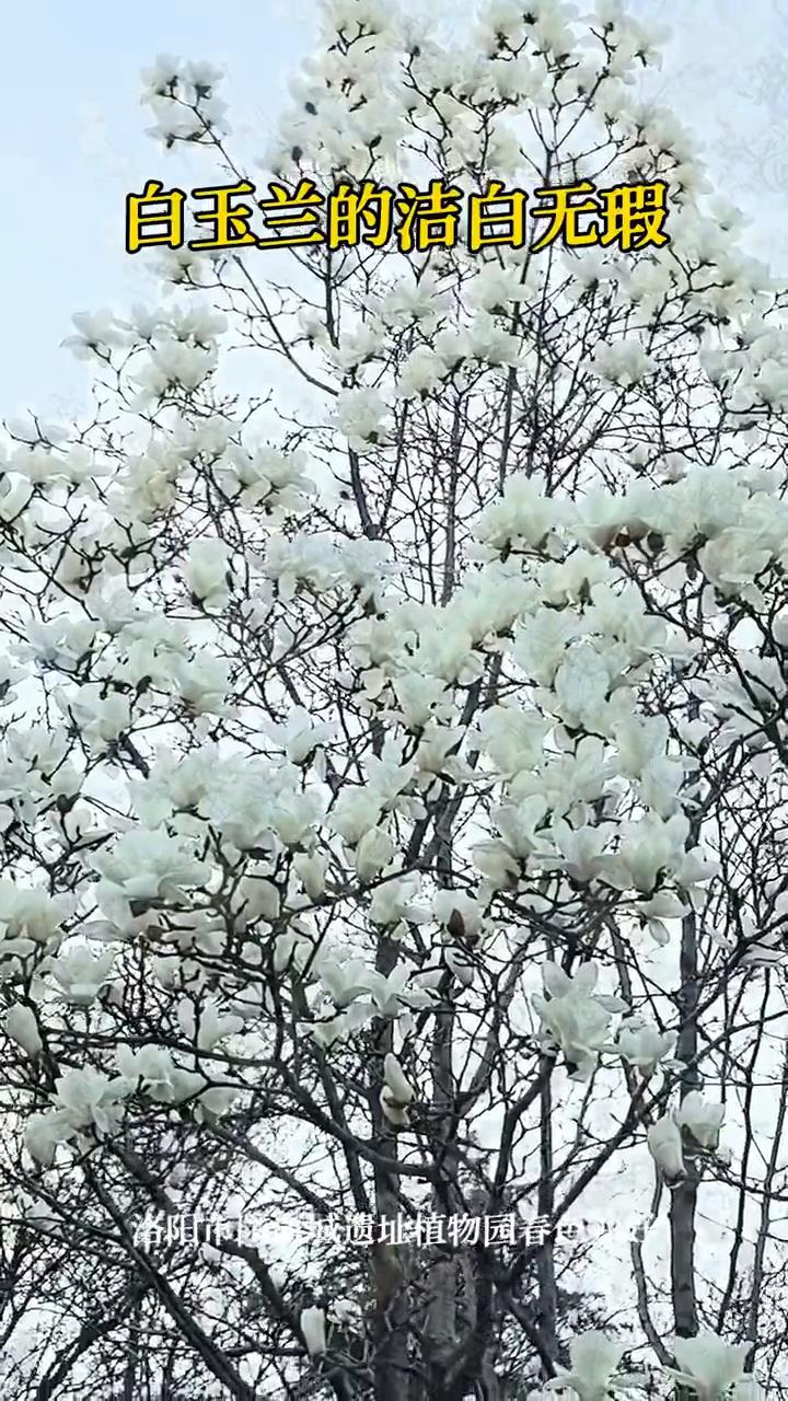 白玉兰的洁白无瑕。
洛阳市隋唐城遗址植物园春色独好。