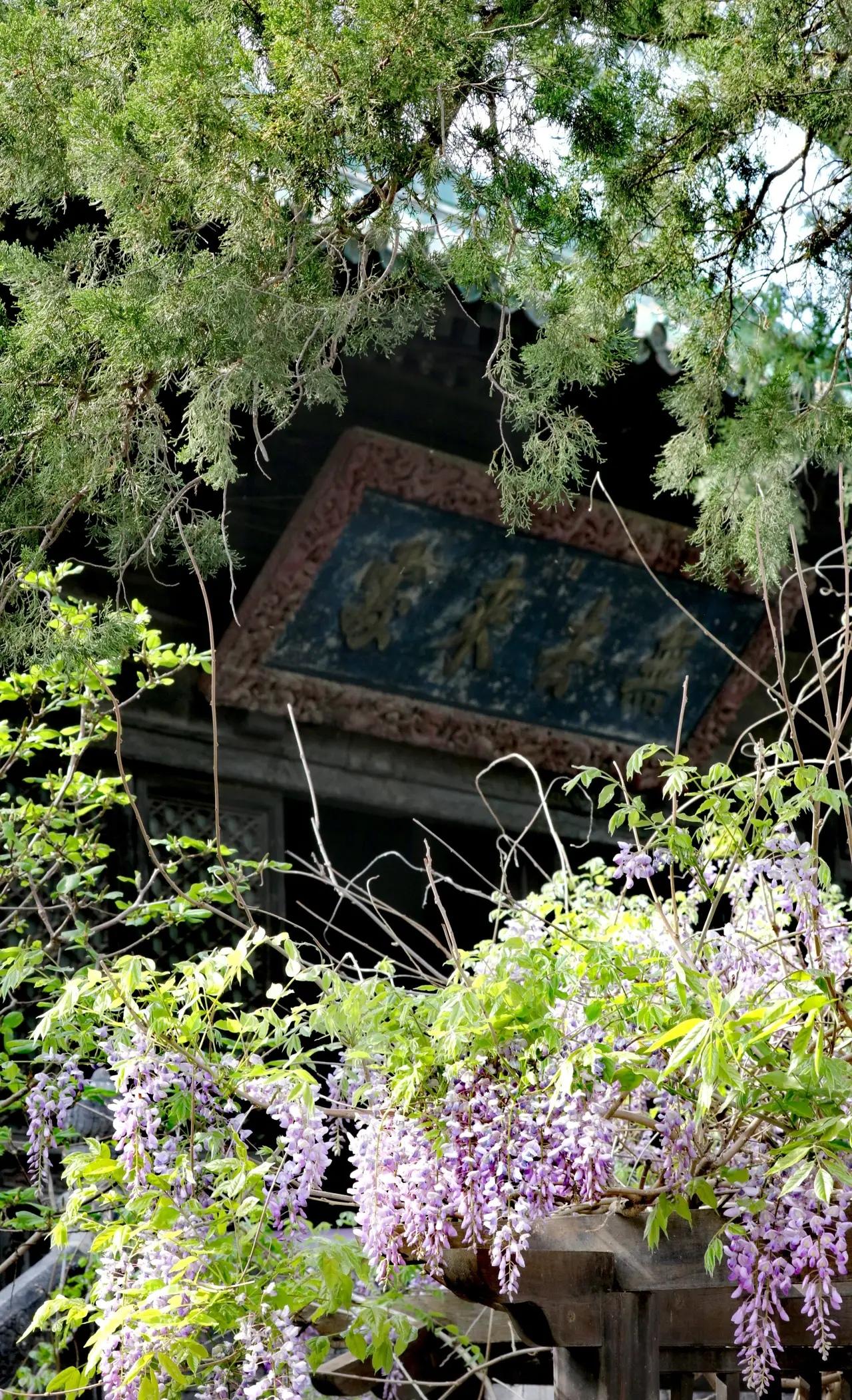 大觉寺那棵明代紫藤，一年就美十来天。我赶在五一前去了，20块钱门票，换了一下午的