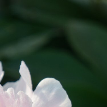 种植种植方法 0000芍药花的种植方法：一、土壤选择：选择疏松的微酸性土壤，因为
