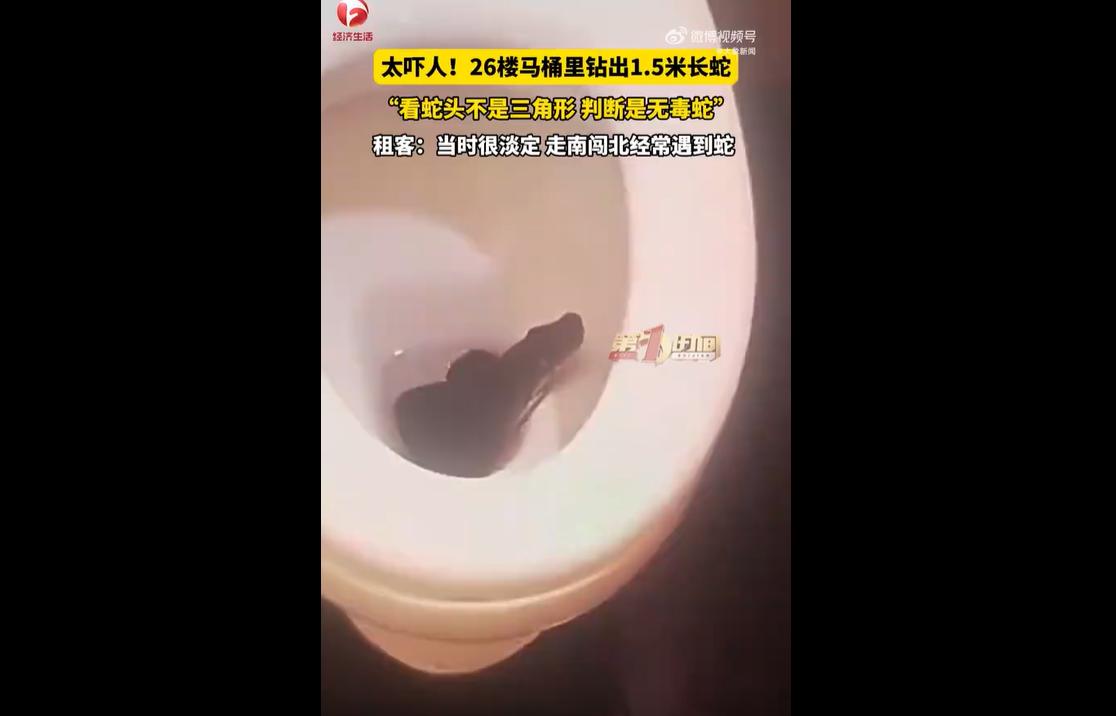 近日，四川成都。
当地26楼租客张先生掀开马桶盖时，赫然撞见一条1.5米长的大蛇