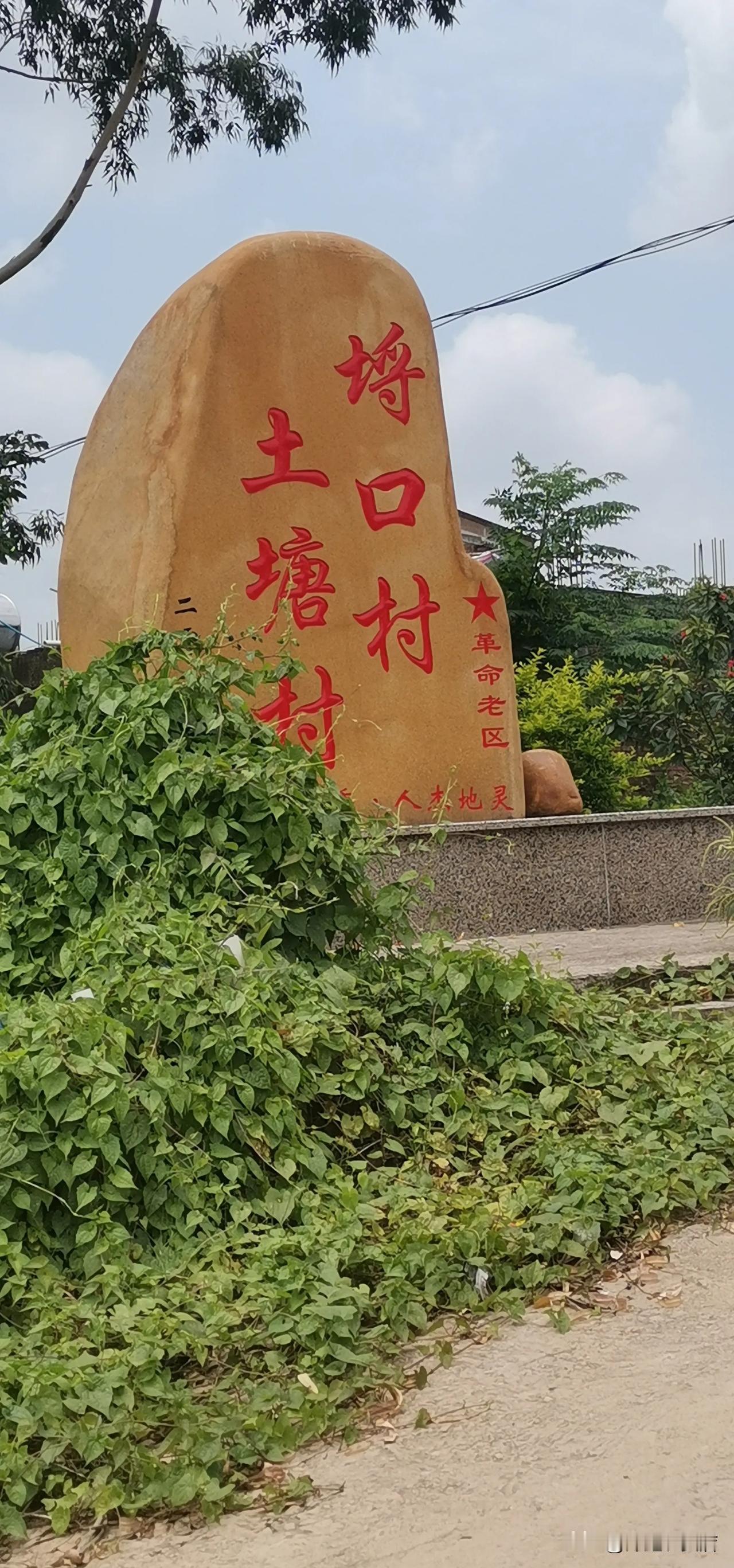 #今日拍绿植#