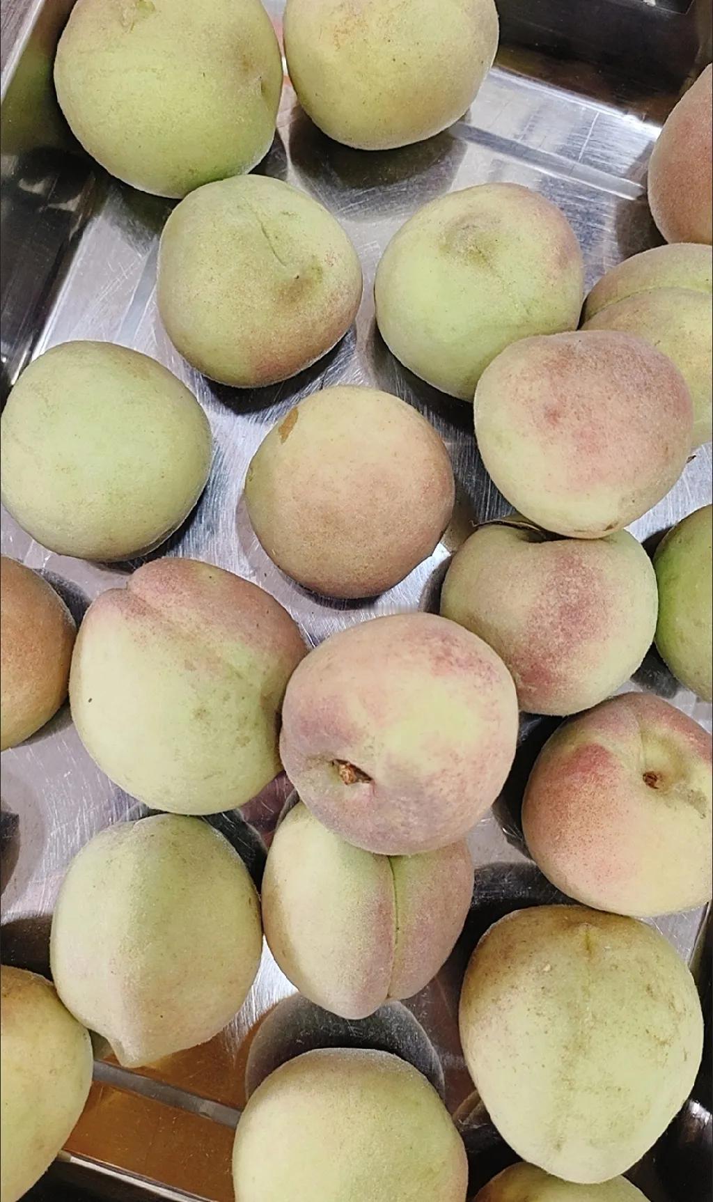 外婆说山楂刚摘下来是不能吃的！

我老家有很多山楂，从小我就知道山楂刚摘下来不能