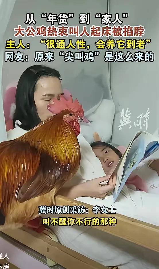 如果我是李女士，我会根据实际情况权衡是否继续养这只公鸡。

优点：

公鸡已经成