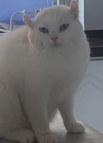 49781【丑猫】耳朵挠了挠回不去了 